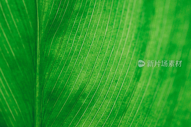 Macro photo of maraca roja叶